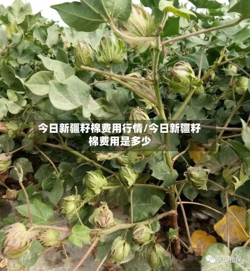 今日新疆籽棉费用行情/今日新疆籽棉费用是多少