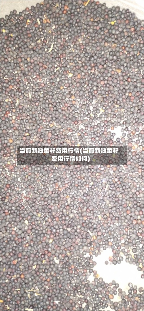 当前新油菜籽费用行情(当前新油菜籽费用行情如何)-第2张图片