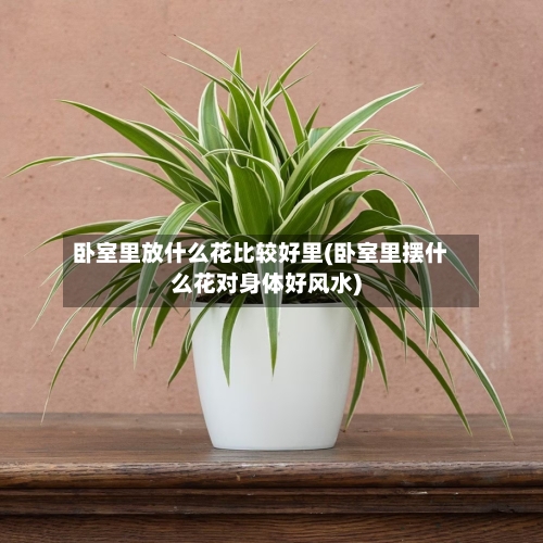 卧室里放什么花比较好里(卧室里摆什么花对身体好风水)-第2张图片
