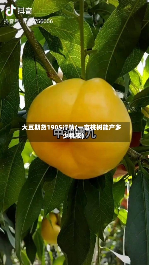 大豆期货1905行情(一亩桃树能产多少桃胶)-第2张图片