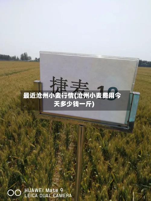 最近沧州小麦行情(沧州小麦费用今天多少钱一斤)