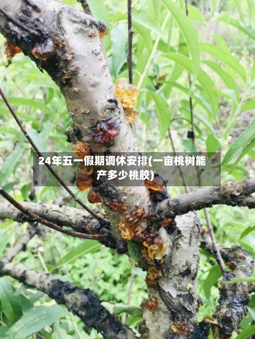 24年五一假期调休安排(一亩桃树能产多少桃胶)