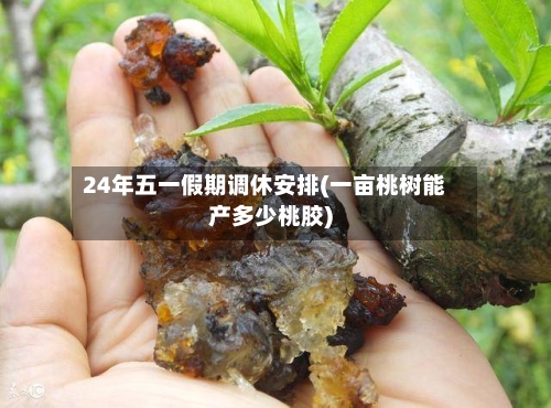 24年五一假期调休安排(一亩桃树能产多少桃胶)-第2张图片