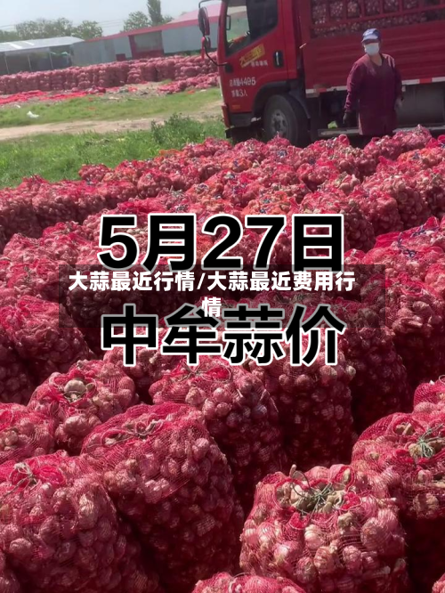大蒜最近行情/大蒜最近费用行情