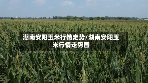 湖南安阳玉米行情走势/湖南安阳玉米行情走势图-第2张图片