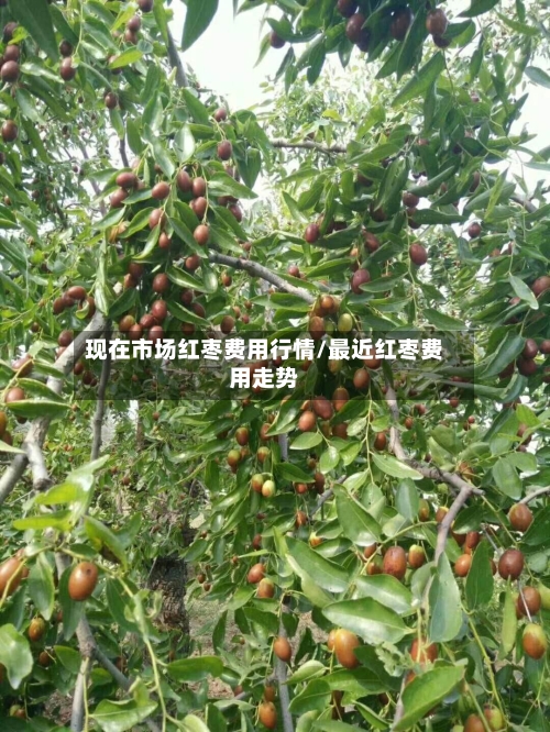现在市场红枣费用行情/最近红枣费用走势-第3张图片